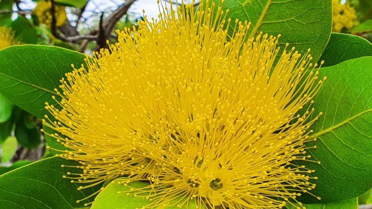 bgosford's tweet photo. Tree of The WeekโThe Top End's self-decorating Xmas tree, Xanthostemon paradoxus - local Aboriginal language groups have no shortage of names or uses for this tree. https://t.co/UQVOrbCtYr #TreeoftheWeek #Xanthostemon #TopEnd #Trees #ethnobotany #ethnobiology #AboriginalKnowledge https://t.co/6BLYocBIDJ