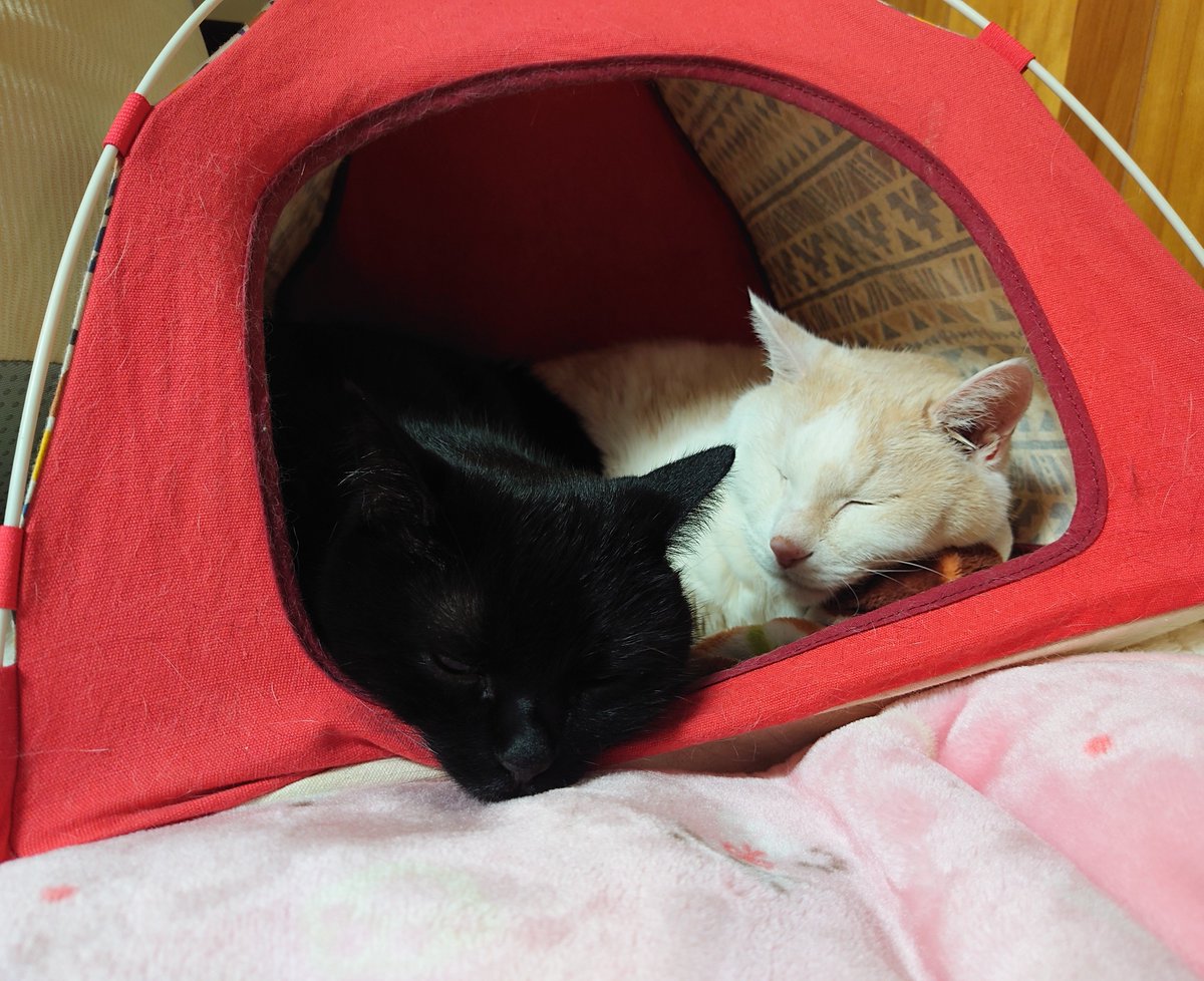 美優姫 先住猫達とすっかり仲良くなった子猫達 W 仲良くキャットテントで寝てます 先住猫同士で狭いキャットテントに入って寝てる事もありました 笑 老猫 19歳 黒猫 7歳 保護猫 子猫 兄妹猫 猫写真 キャットテント 寝姿 寝顔 先住猫と