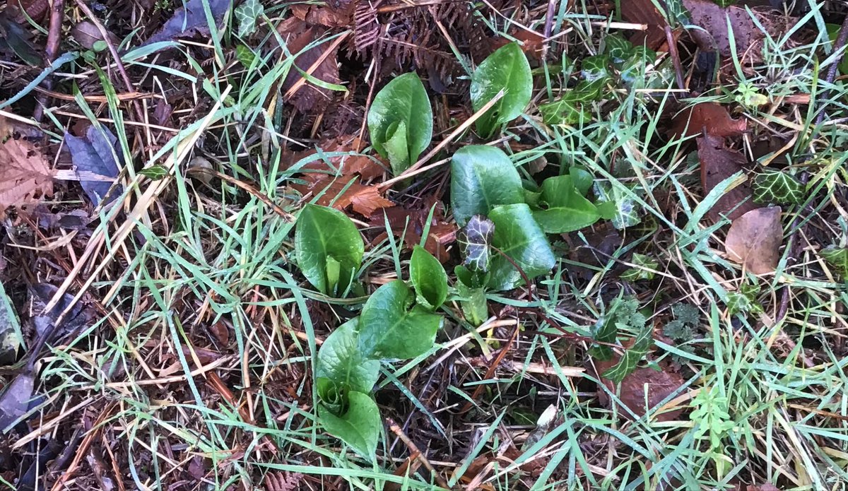 Farmhousetree's tweet photo. Remember last year I put up the cuckoo pints in flower and then in berry. Here is the new spring growth, with extra shoots. This is cheering on a January day.
. https://t.co/RgLKHTJ7Rp