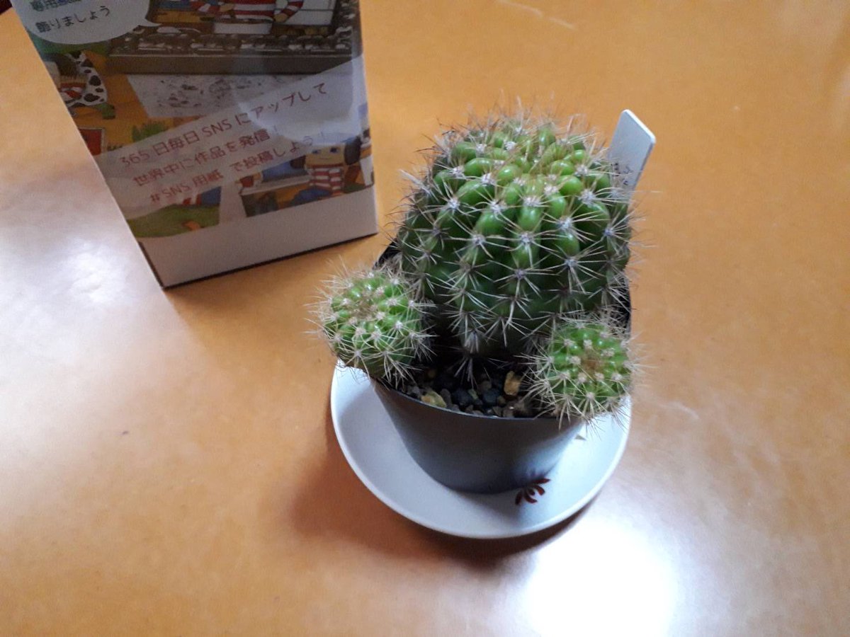 まっちゃん なごみ創作家 最近は自分の部屋にこもって 創作活動しています だから肩こりがひどい 何か良い方法ありませんかねぇ 息抜きに描いた サボテン の絵 緑が欲しいと思って買ったけど 春になったらカワイイ鉢に植えかえてあげよう 水彩