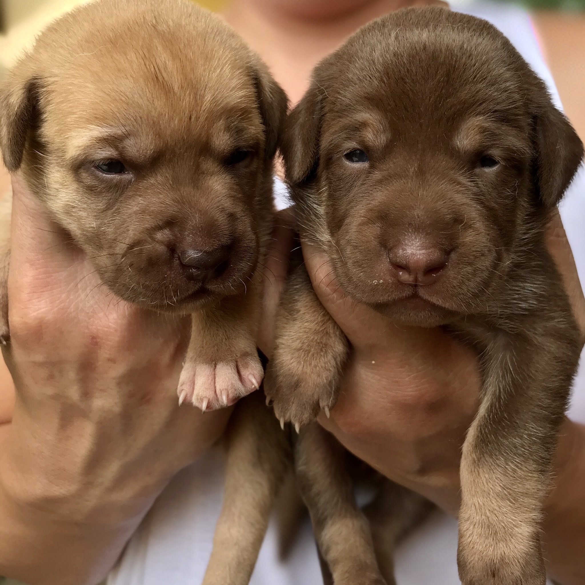 Labrador aspin sale puppy