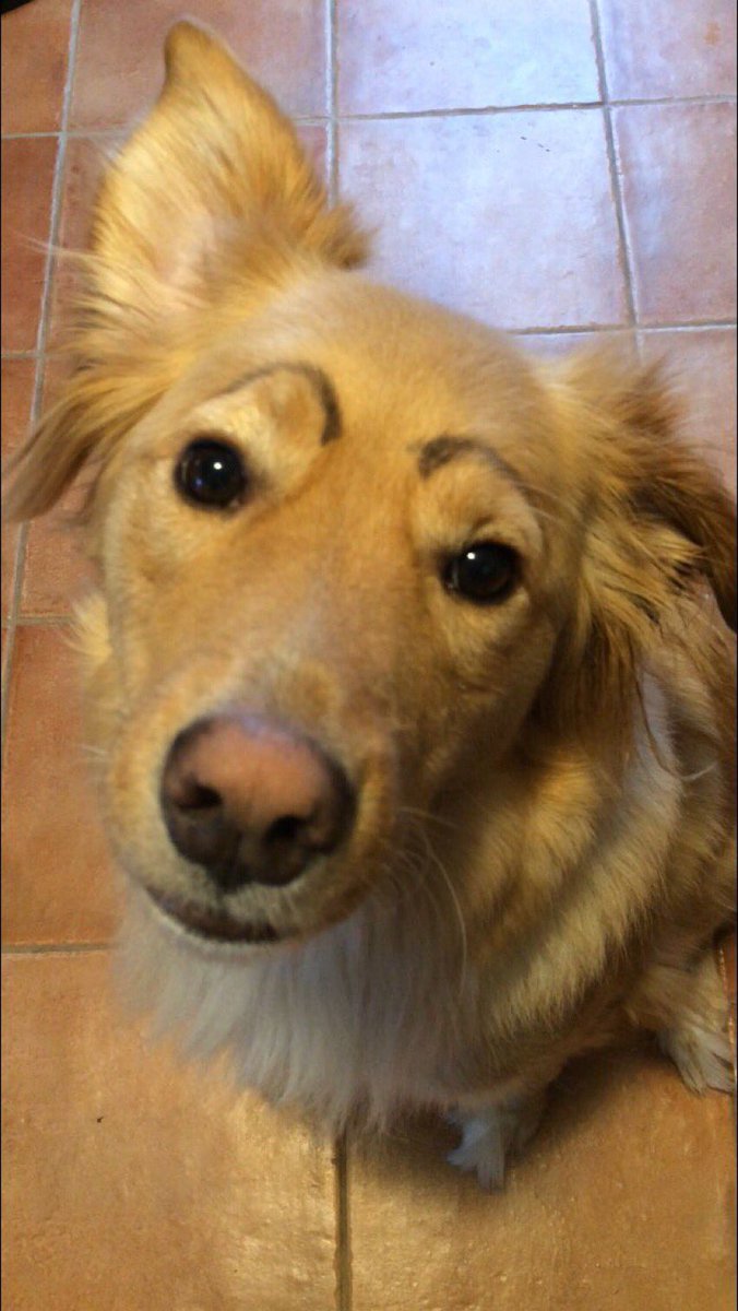 Dogs With Eyebrows (@dogeyebrows) on Twitter photo 