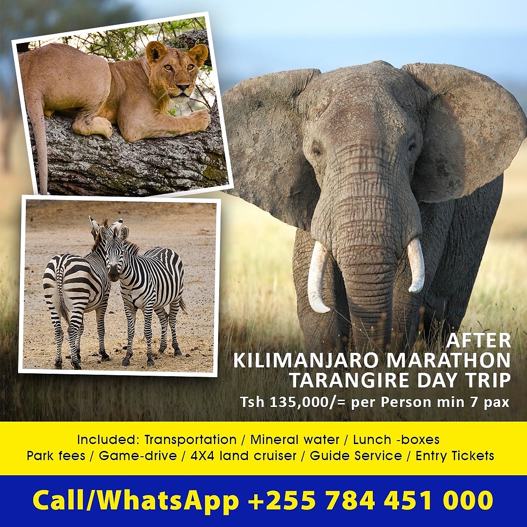 Zainabansell's tweet photo. AFTER KILIMANJARO  MARTHON 2021 | TARANGIRE DAY TRIPS
#ZaraTours #KIlimanjaroMarathon #Daytrips #TarangireNationalPark #tanzania https://t.co/gwqGMBYPLT