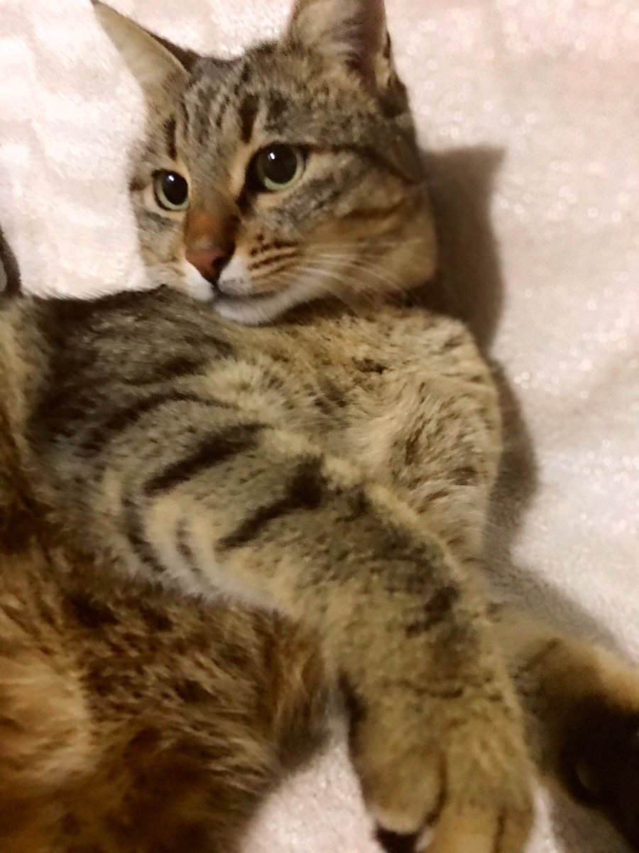 Nası ya yaş mama bitti mi gerçektenn 😳