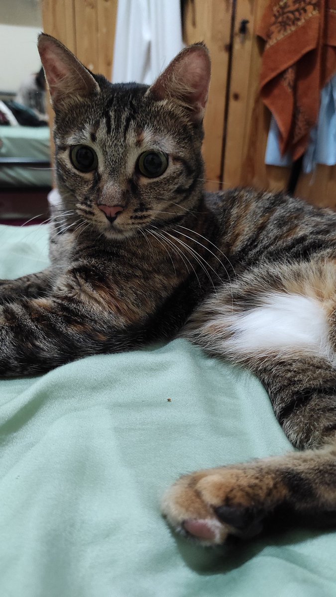 bintik_'s tweet photo. Bintik baru sadar bulu perutnya kucing putih gitu pasti bleachingnya gak rata https://t.co/AtovA9KZv9