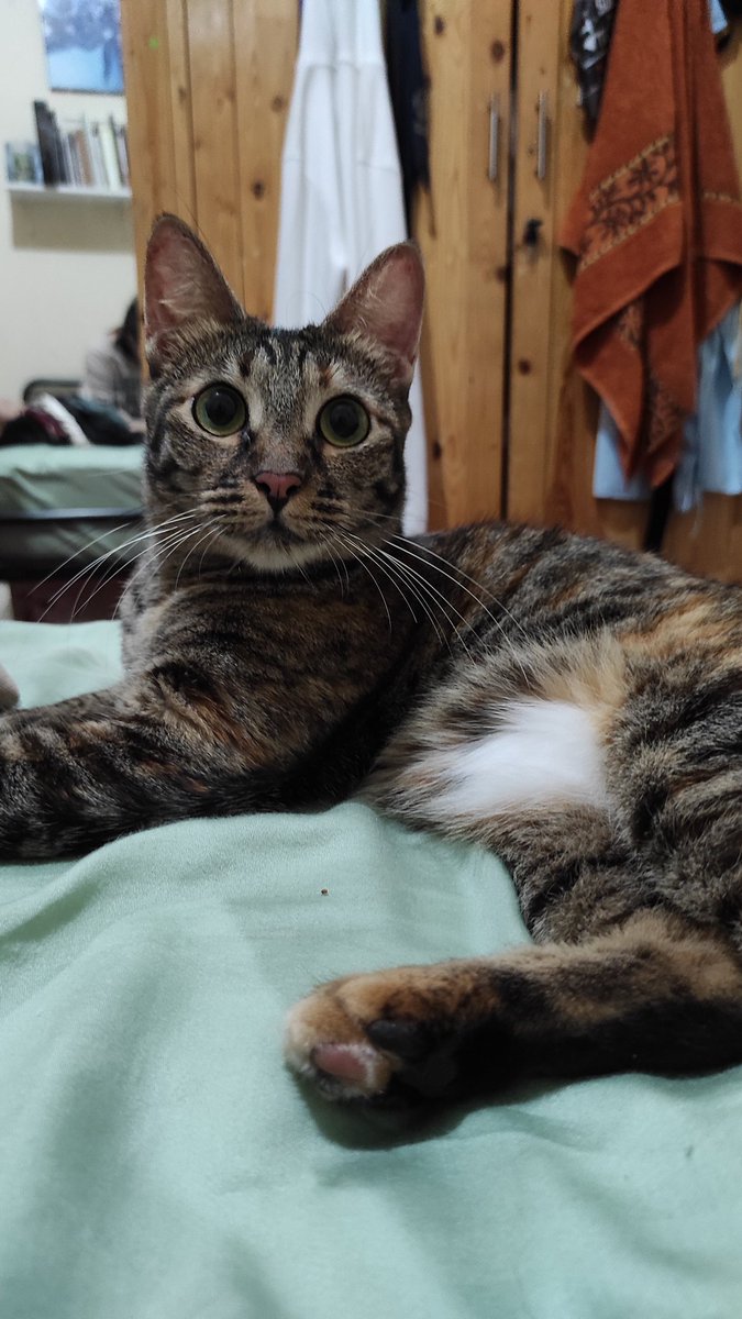 Bintik baru sadar bulu perutnya kucing putih gitu pasti bleachingnya gak rata