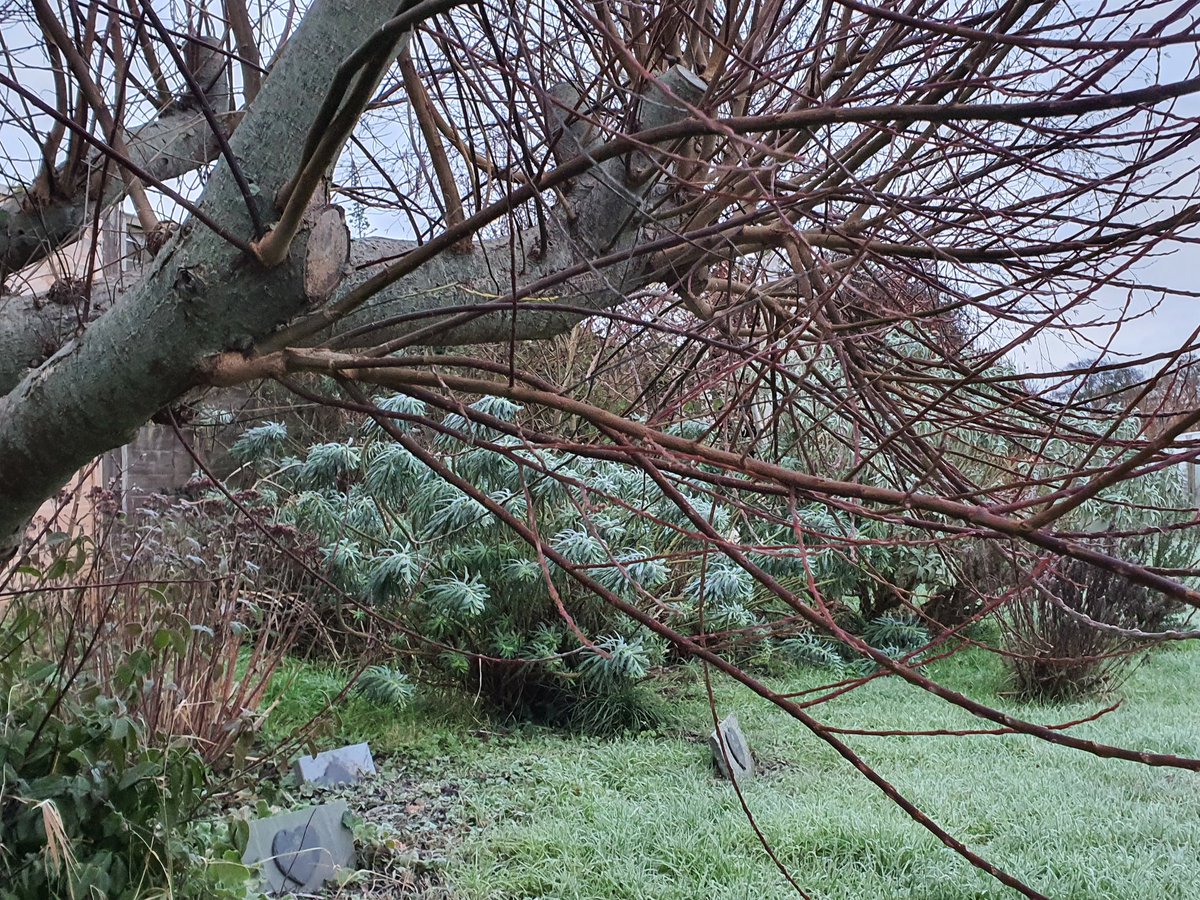MLaurenceDesign's tweet image. Salix eleagnus with Euphorbia Wulfenii in background. Love the colour combo.

#winterstructure #colourcontrast #willow #plantingdesign #gardendesign #salix #Euphorbia #winterform
