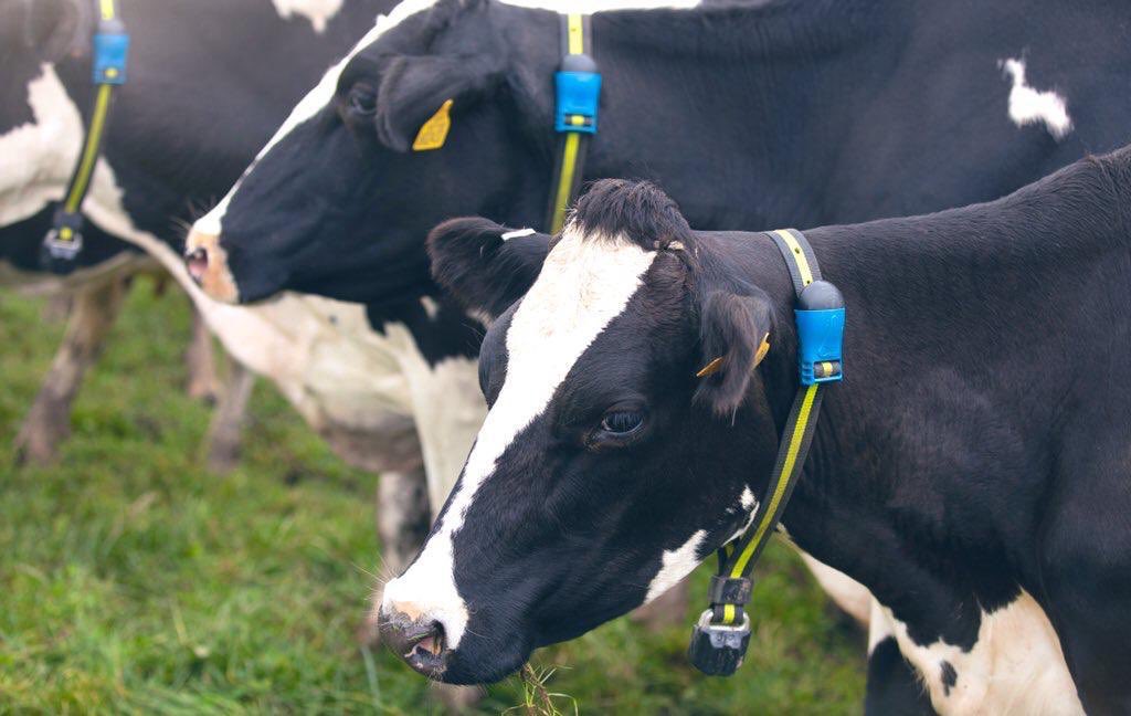 MSD will present on *Adopting monitoring technology on Irish dairy and beef farms to make labour efficient, improve submission rates, improve health and welfare. It’s a zoom meeting on the 27th Jan  at 11am. I’ll record it and publish it. Paddy
