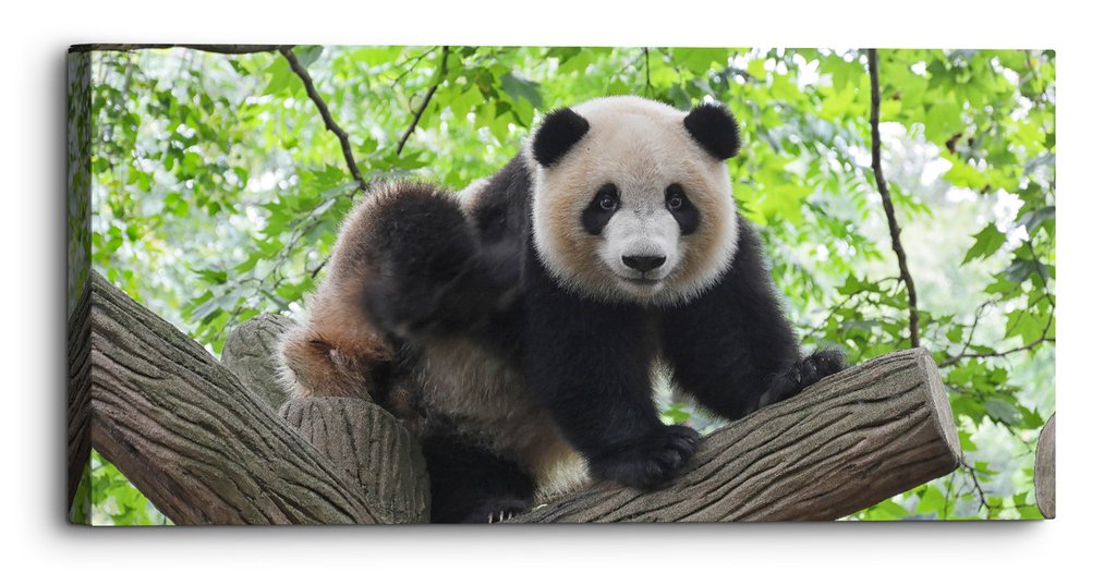 ThousandFaceArt's tweet photo. Check out this product 😍 Panda In Nature Reserve Cute Panorama Canvas Wall Art Picture Home Decor-60 x... 😍 
by Thousand Face starting at £22.99. 
Show now 👉👉 https://t.co/Z3vNajJW9o https://t.co/DRVdgyDhqv