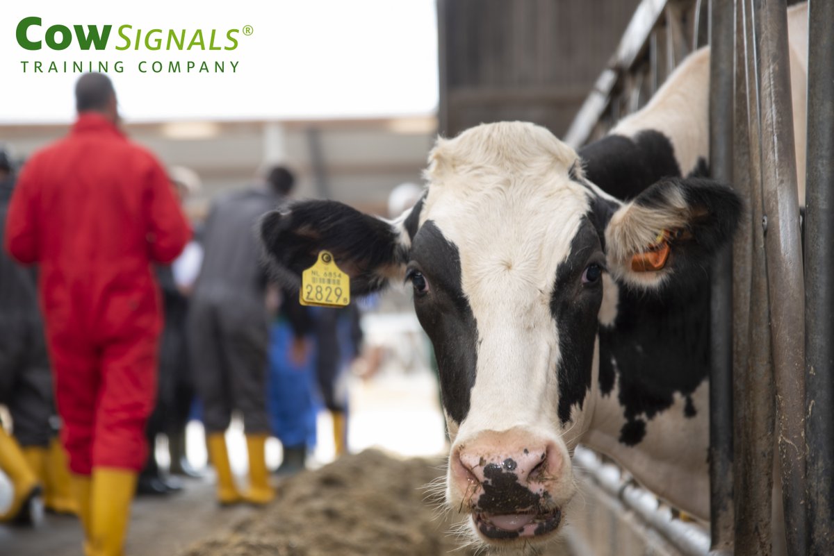 Mis hem niet: de eerste Nederlandstalige open Mastertraining in 10 jaar! 

Word CowSignals® Master in 4 dagen:
- Koesignalen herkennen om ziekte te voorkomen
- Meer impact als adviseur en trainer
- Incl. online toolbox om boeren écht verder te helpen

bit.ly/3llQkO5