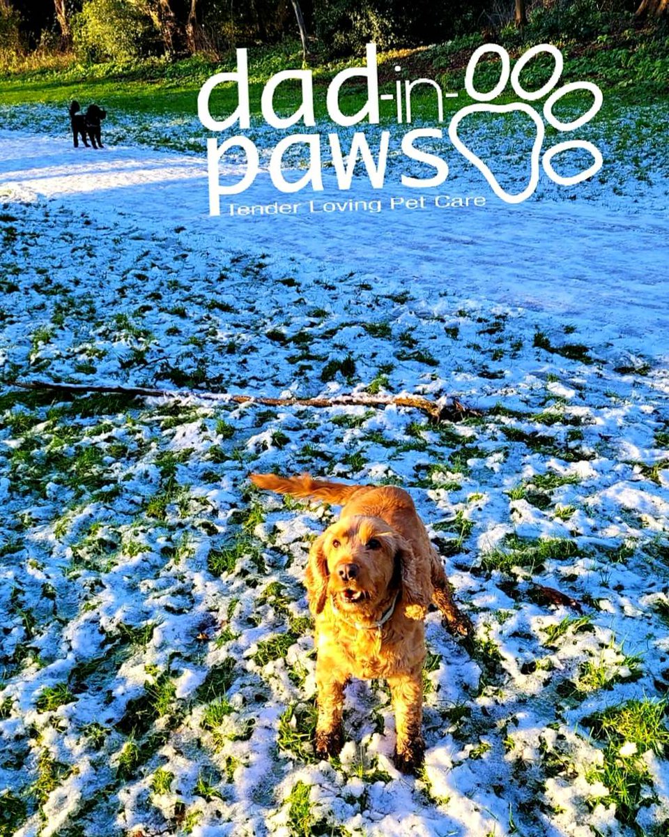 DadinPaws's tweet photo. Here's a Happy Charlie waiting for his friends to come and play. https://t.co/vzr4caMLhX