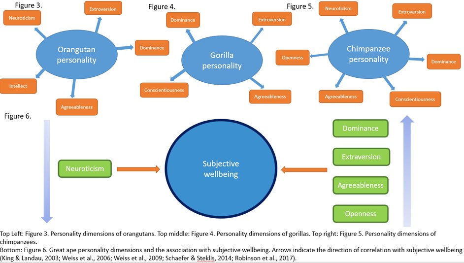  #AnimBehav2021 (2/6) Zoo-based research has revealed that great apes with particular personality structures demonstrate predictable behaviours, have reduced welfare and longevity within captivity. But to what extent are the associations universal within great apes?