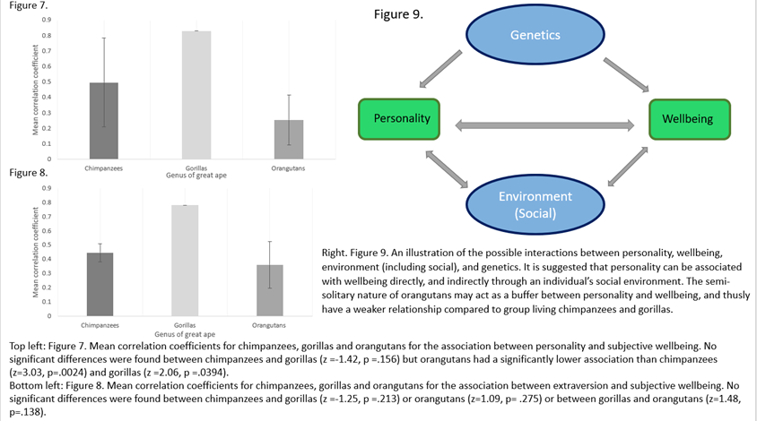  #AnimBehav2021 (4/6) Personality and wellbeing had a weaker association in orangutans compared to chimpanzees and gorillas (both p<0.05). Perhaps explained as an evolutionary consequence of a differing social structure and reduced interaction of personality and social environment