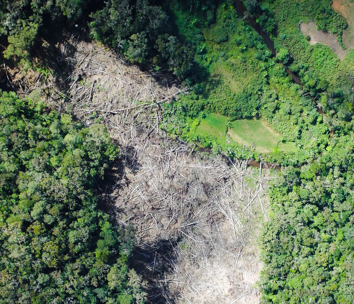 Protect existing forest: Prioritise the protection of remaining forests to safeguard those carbon stocks, their ecological functions & their biodiversityWork together: Involve all stakeholders and make local people integral to the project (2/8)