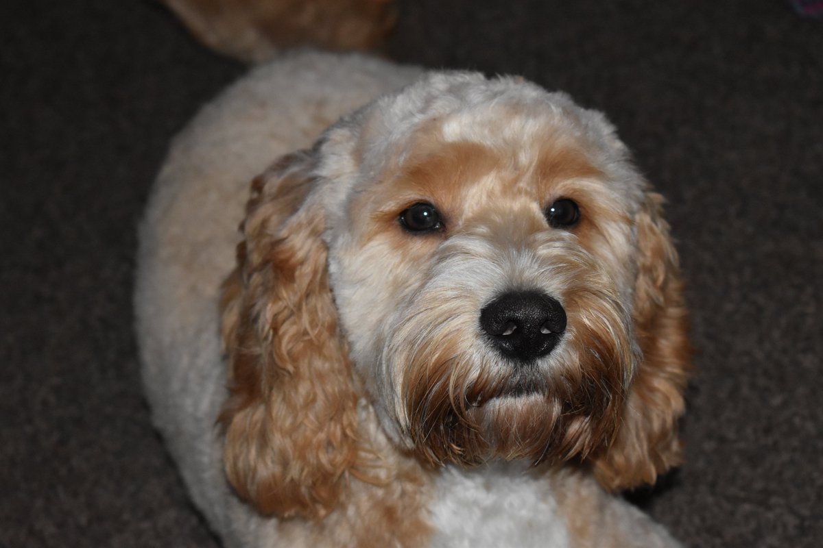 thesommelier tweet media