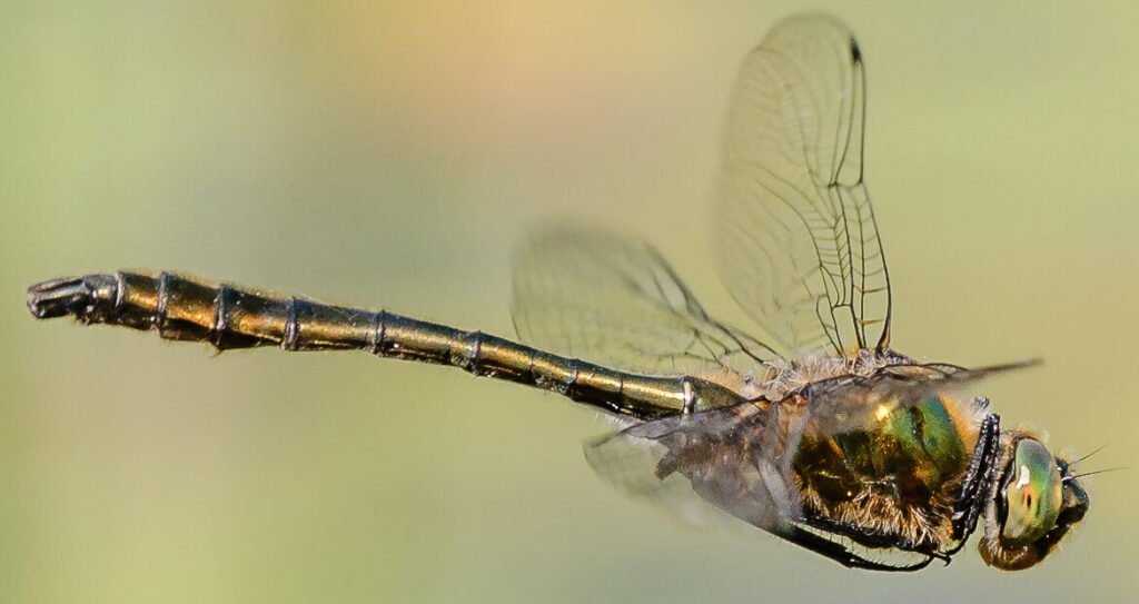 ScotlandBds's tweet photo. The brilliant @ForestryLS has many #dragonfly #KeySItes - we have identified over 45! One of the top places for rarities is Glen Affric - start off at Coire Loch for Downy Emeralds in early summer. https://t.co/f5TdBckfJf ๐ทPaul Ritchie #TeamDragonfly https://t.co/dhtlXeRZG0
