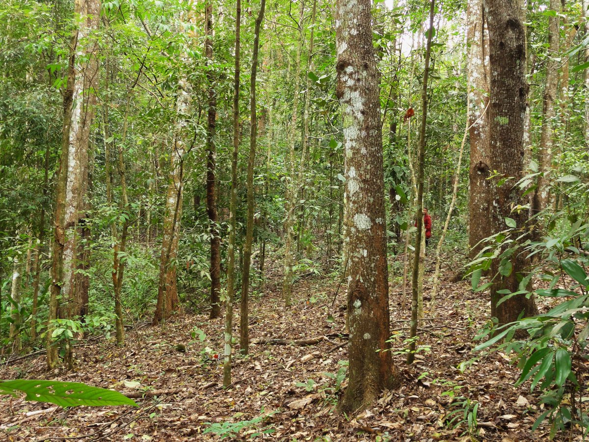 Use natural forest regrowth wherever possible - it can be cheaper and more effectiveSelect the right species: a mix of species should be planted, typical of the local natural forest ecosystem and including rare and endangered species and excluding invasive species (4/8)