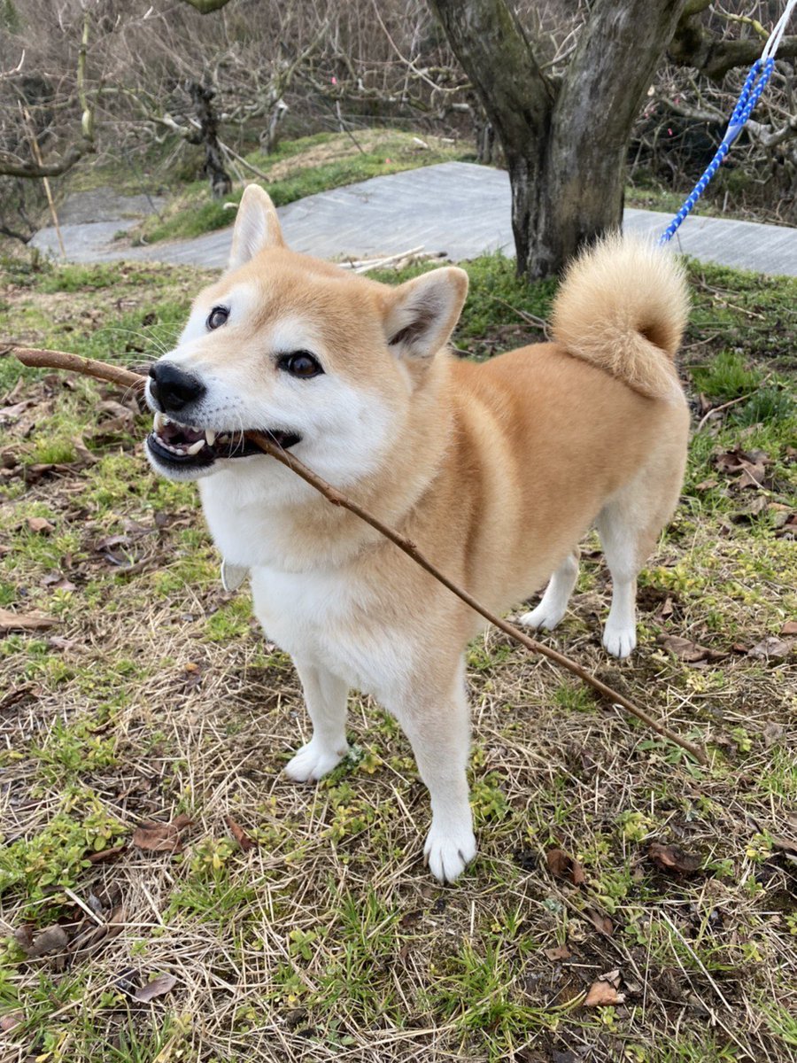 発見した いい感じの棒 をくわえてきてまた別の いい感じの棒 をくわえて去る柴犬 Togetter