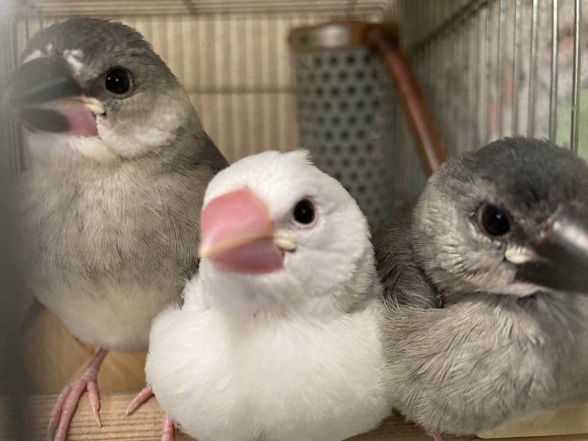 佐屋高校文鳥プロジェクト 今日の文鳥 1月8日に巣上げした雛3羽です 生後１ヶ月程です パタパタと羽ばたく様子もみられます かわいい 佐屋高校 佐屋高校文鳥プロジェクト 文鳥 弥富文鳥 桜文鳥 白文鳥 小鳥 かわいい 可愛い