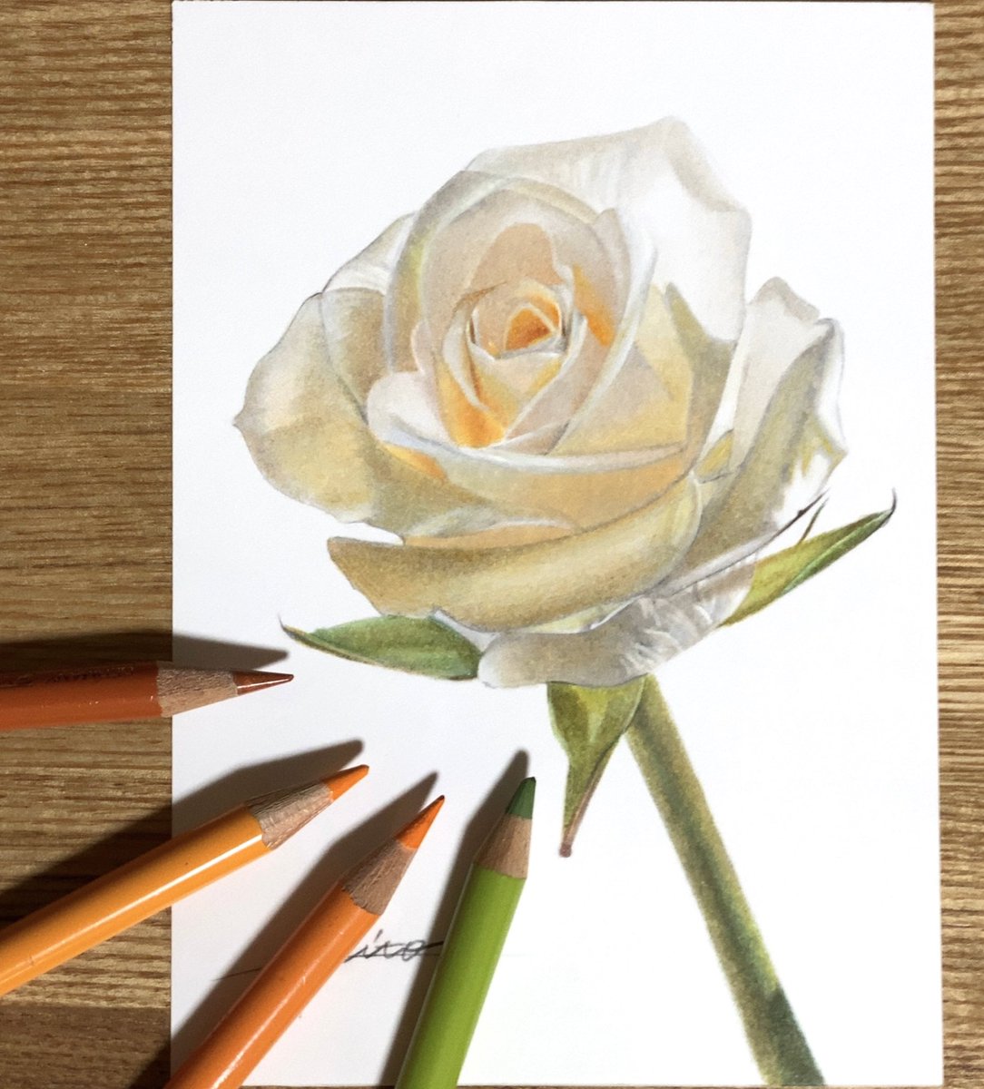 「色鉛筆で薔薇描きました? 」|慧人のイラスト