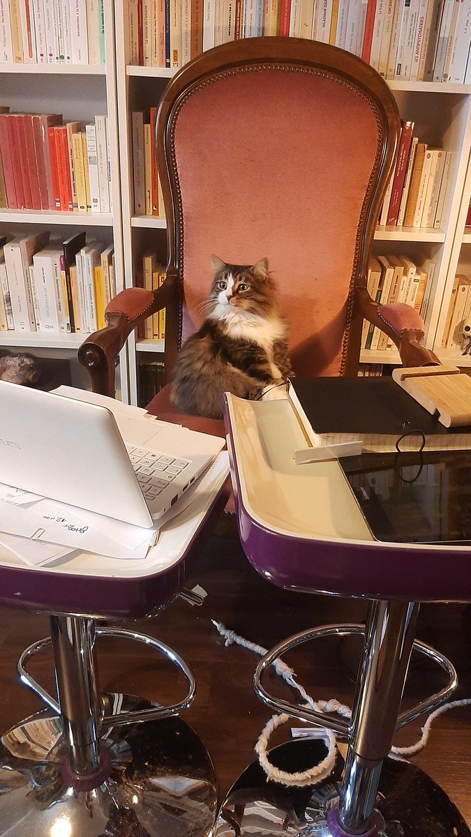 Bisou_le_chat's tweet photo. @DesCooneries Ohlala! J'ai été débordé ces dernier temps, comme voici. Je travaille énormément. https://t.co/gLzKy2eBGH
