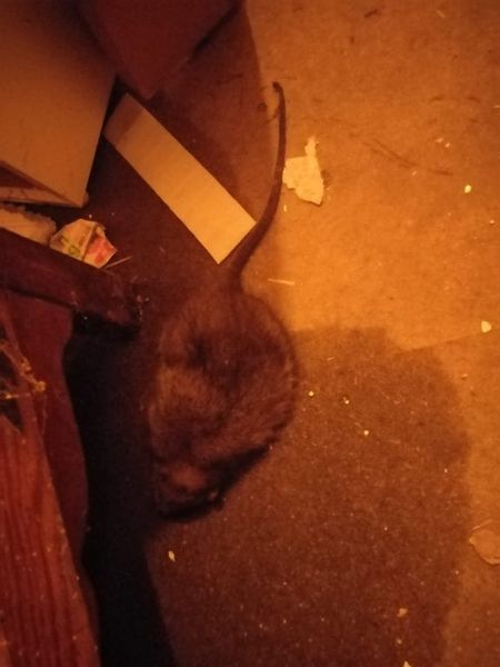 realfixuk's tweet photo. I was woken by my toddlers screams as a RAT attacked him as he slept 😶

“Two nights before the attack, I woke up with it on my face! It was stood on my pillow with one foot on my forehead and I remember feeling the size of it before I jumped out of bed."

https://t.co/kmV6ZyzjlD https://t.co/mfeiID2sJ9