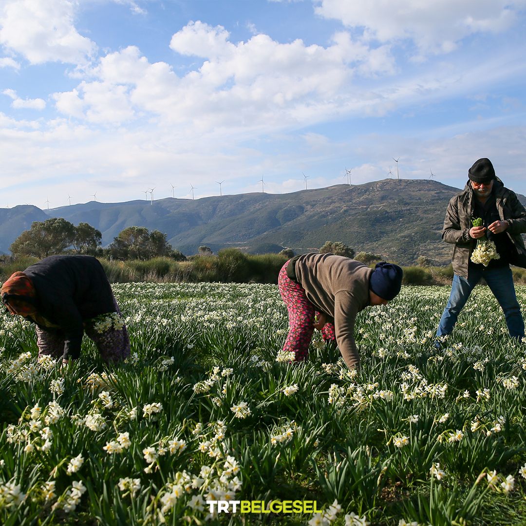 TRTBelgesel's tweet photo. İzmir Karaburun'da, çiftçiler nergis hasadı yapıyor. 💐 
Kış çiçeği olarak da bilinen; rengi, narin yapısı ve güçlü kokusuyla dikkati çeken nergis, kasım sonundan şubat başına kadar hasat edilebilir ve koparıldıktan sonra yaklaşık 10 gün canlı kalabilir. 
📸: Halil Fidan, AA https://t.co/mZaNgd1vii