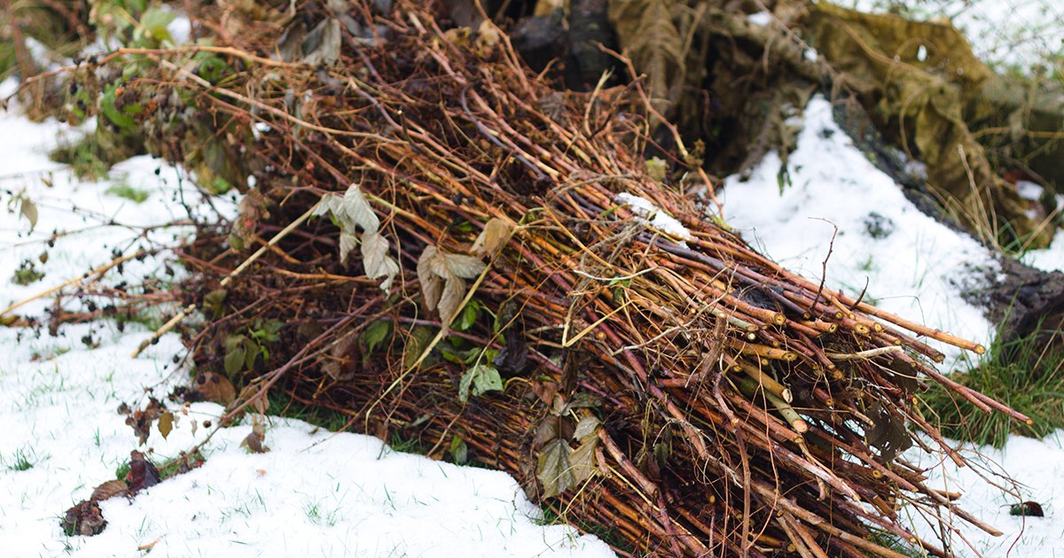 DarlacGardening's tweet photo. Raspberry pruning isn’t ‘one size fits all’, you’ll need to check if you have summer fruiting, autumn fruiting or a double cropping autumn plants, and then prune as required.
You’ll find some useful tips here:
https://t.co/S9BYa5Nqtg
#raspberrypruning #growyourown https://t.co/8hsAP3zuf1