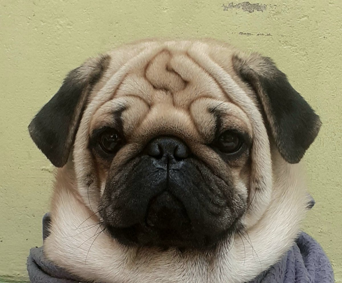 #cutedog 
#My_pet
#tofee