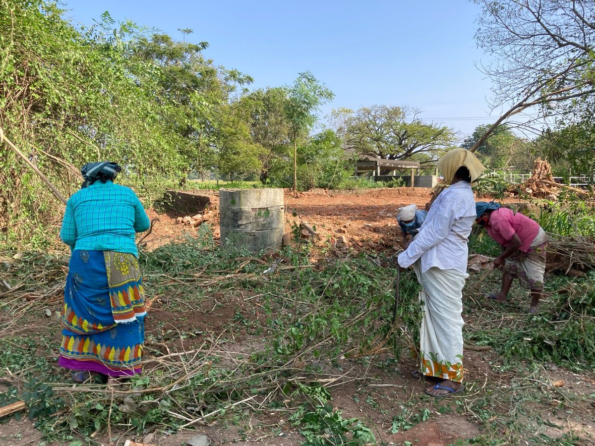 Meanwhile on a genuine dairy farm, women clearing an area that the JCB first cleaned up, this will be used for storing the paddy straw bales #GloriaLand #OrganicFarming #TheRealFarmer