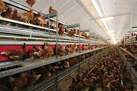 2/ There are two reasons we *should* care about farm animals intelligence. 1) Pratical: Farms are increasingly complex: group housing, tiered aviaries, outdoor range. Animals need to be smart enough to navigate social and spatial challenges to thrive on farm.  #AnimBehav2021