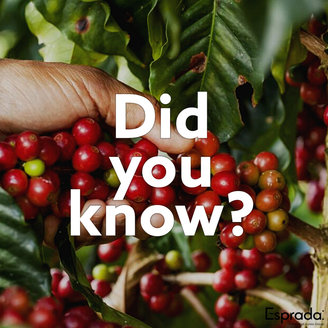 EspradaUK's tweet photo. Did you know that coffee is actually red when it grows?😲
Coffee beans grow as a pair within hard-shelled berries that are actually red when growing on the coffee bush!

To read more interesting facts about coffee👇
https://t.co/CCMRdjDlMg 

#coffee #esprada #coffeefacts https://t.co/ccLMcWJBL6