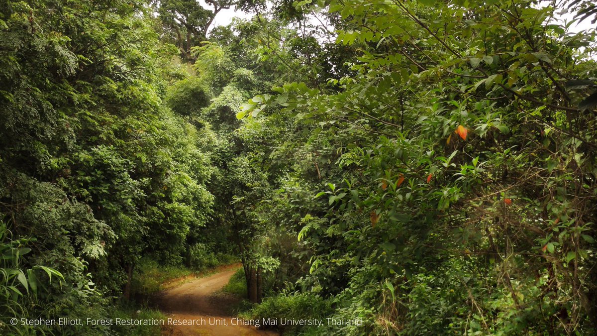 5. Use natural forest restoration wherever possible. Natural forest regrowth after land is abandoned - can be cheaper and more effective than tree planting. Carbon capture can be 40 times greater in naturally regenerated areas than in plantations.