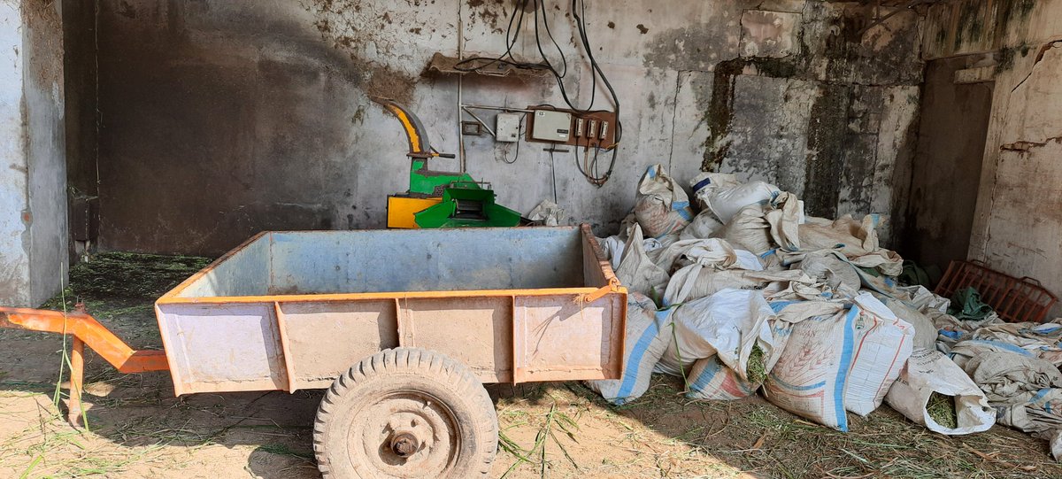 Meanwhile on a dairy farm the ladies have just finished chaffing and bagging grass. These will be fed to the cows after milking. While another load waits to be cut #GloriaLand  #OrganicFarming #TheRealFarmer