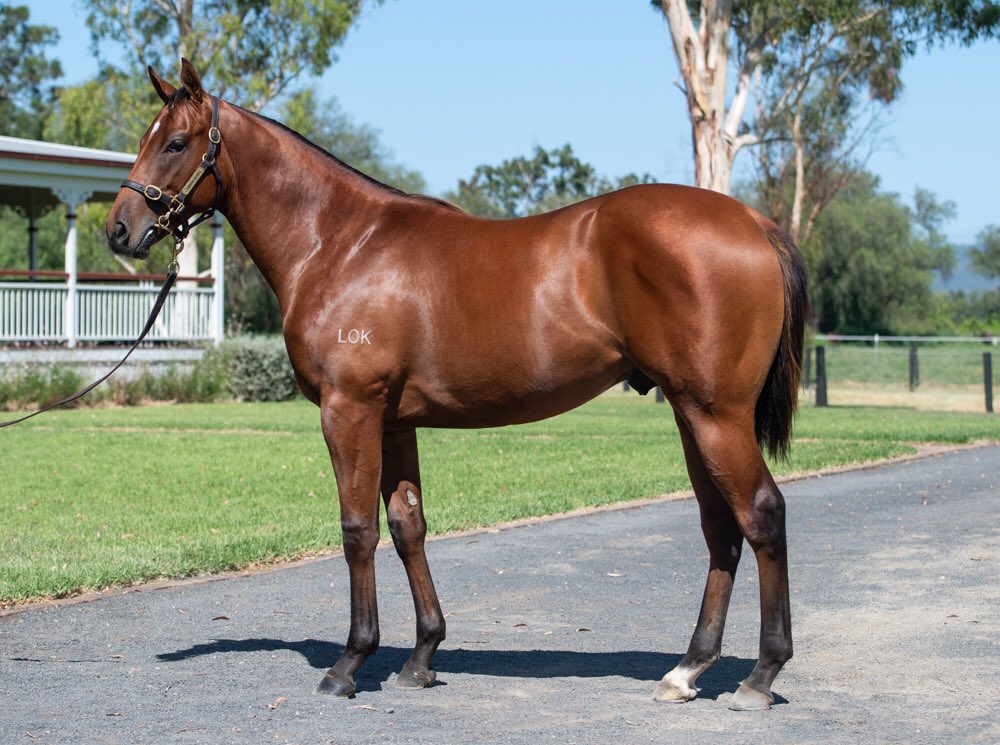 cannon_stud's tweet photo. Lot 562 De Sea Eagle / #DeepField @inglis_sales #ClassicSale - outstanding individual, from the same cross as Stakes performer Aysar 🐎🐎🐎 @NewgateFarm https://t.co/qjT6uCZ2N7