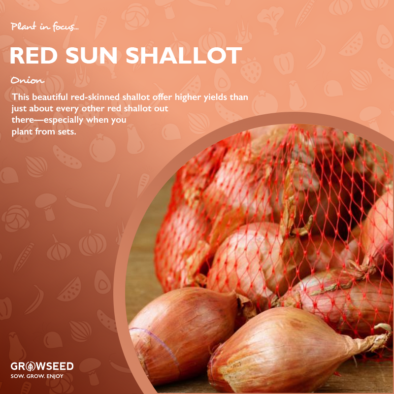 growseeduk's tweet photo. 🥗🧅 This beautiful red-skinned shallot offer higher yields than other red shallot out there—especially when you plant from sets...

▶️ https://t.co/WgYQ8dII6g

#growseed #allotment #allotmentuk #growyourown #gyo #kitchengarden #gardening #vegetables #seeds #lockdown #growathome https://t.co/EqtJ4cMHZI