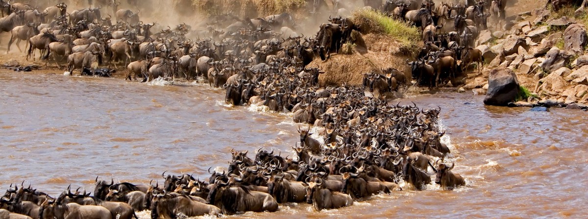 Fikafrika's tweet photo. Wildebeest Migration in #Kenya's Masai Mara National Reserve https://t.co/hMFeZekqxT