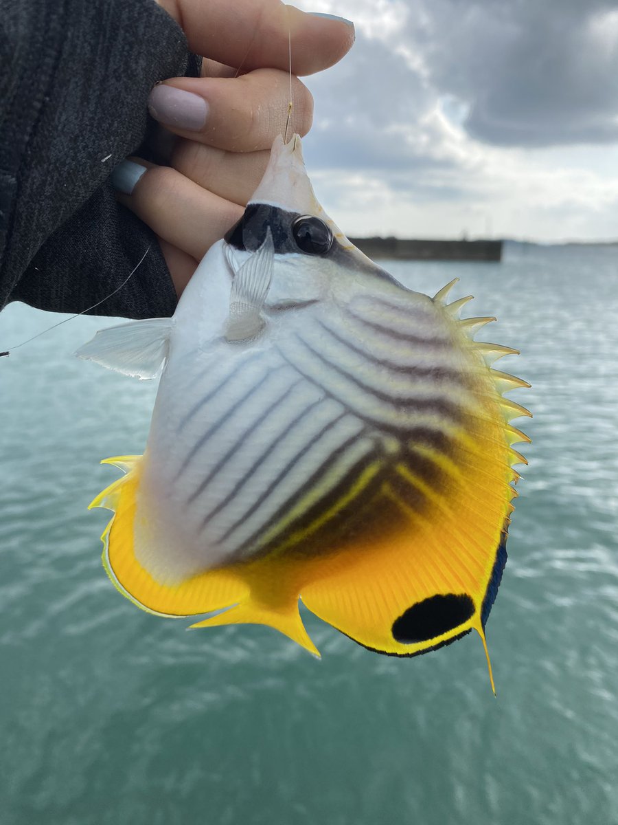 りょーすけ カーエーじゃなくてエーグァーですよ 笑 良く引いてくれる魚ですね あとはマルコバンの仲間とチョウチョウウオの仲間の魚ですかね 小物釣り楽しそうです ˆᴗˆ