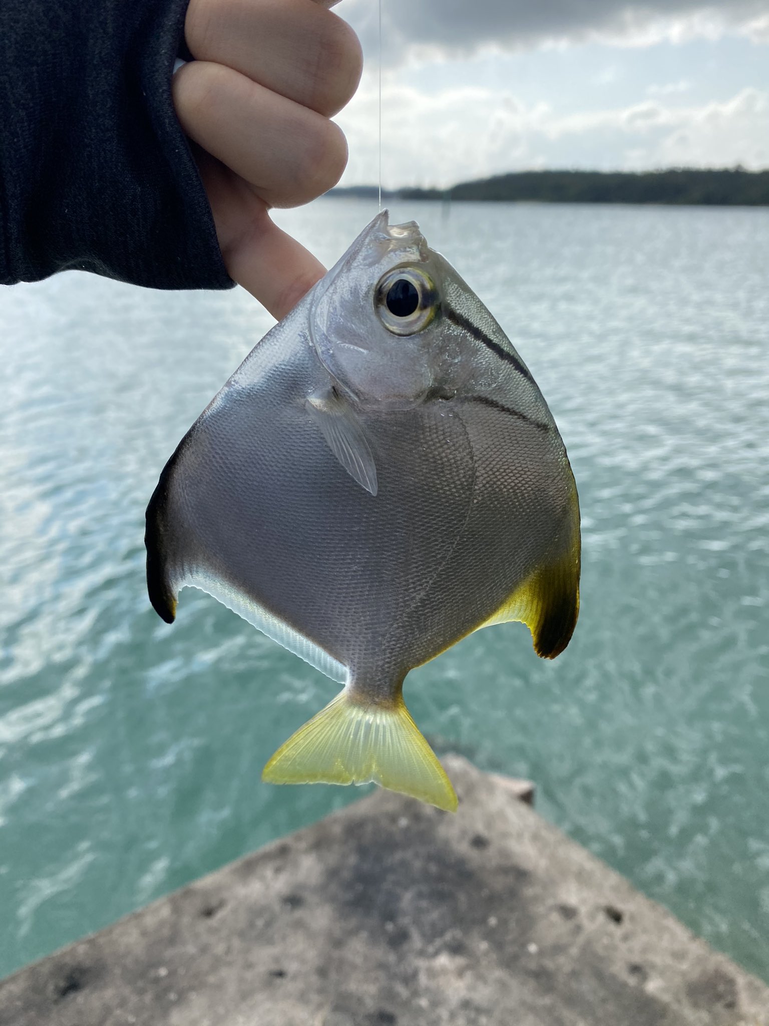 りょーすけ Dci72txfdmibk2n カーエーじゃなくてエーグァーですよ 笑 良く引いてくれる魚ですね あとはマルコバンの仲間とチョウチョウウオの仲間の魚ですかね 小物釣り楽しそうです ˆᴗˆ Twitter