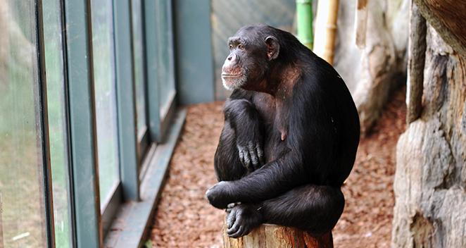  #AnimBehav2021 (6/6) For captive animals, control over their social environment is limited and their ability to cope may be regulated by their personality. It is emphasised, that the future of primate management and welfare may be subject to the understanding of personality.