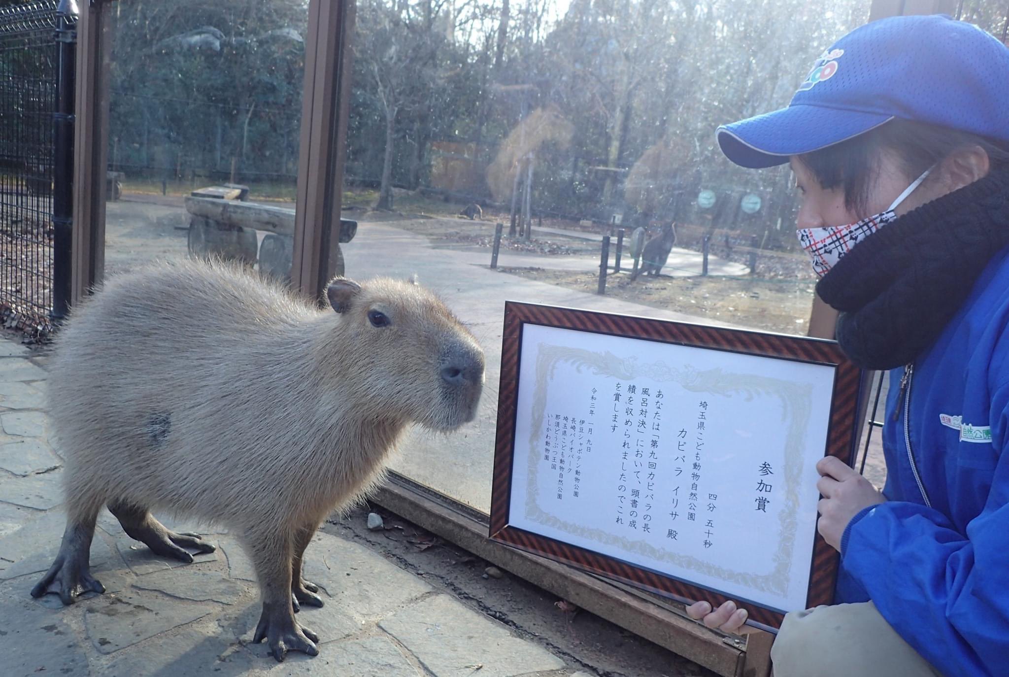 埼玉県こども動物自然公園 公式 カピバラの長風呂対決の賞状が届きました 特別参加枠だったため参加賞です 今回は当日の開催ではなく 録画での参加という初めての試みでしたが 初出場の イリサ が頑張って くれました 参加賞でも