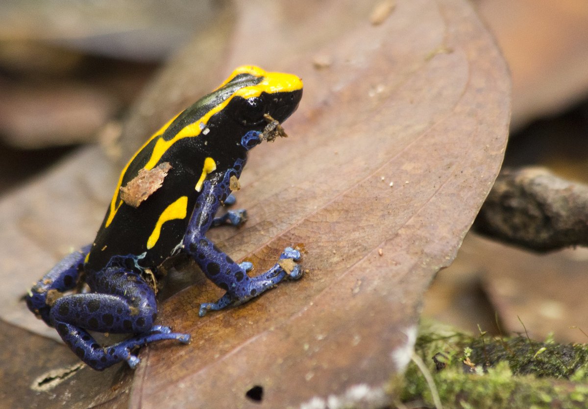 Sean McCann (@ibycter) on Twitter photo Coming up at 1140 UTC, <a href="/biobiiana/">Bibiana Rojas</a> kicks off the #AnimBehav2021 Twitter Conference plenaries! If you want frogs, behavior, and reproductive decision making, this is the place to be! Coming up at 1140 UTC, <a href="/biobiiana/">Bibiana Rojas</a> kicks off the #AnimBehav2021 Twitter Conference plenaries! If you want frogs, behavior, and reproductive decision making, this is the place to be!
