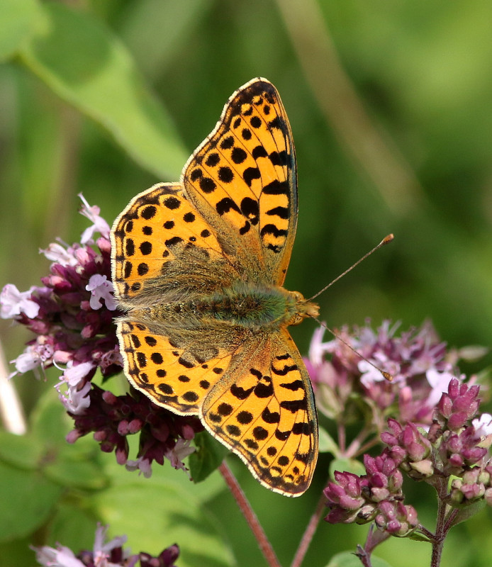 Niels van Pelt tweet media