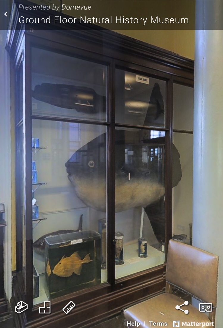 GoatIips's tweet photo. @NHM_London Hope @DublinDeadZoo's #MolaMola🐡 doesn't burst! Sounds like a nightmare, @ConservatorAhoy👩🔬🥵! Your one's quite big! #3DVirtualVisit: https://t.co/ftpxkx14UO
I could've eaten @NHM_Tring's #sunfish in one sitting - with chips! 🍽🐡🍟🤰🏻 https://t.co/AWi7uddZIZ