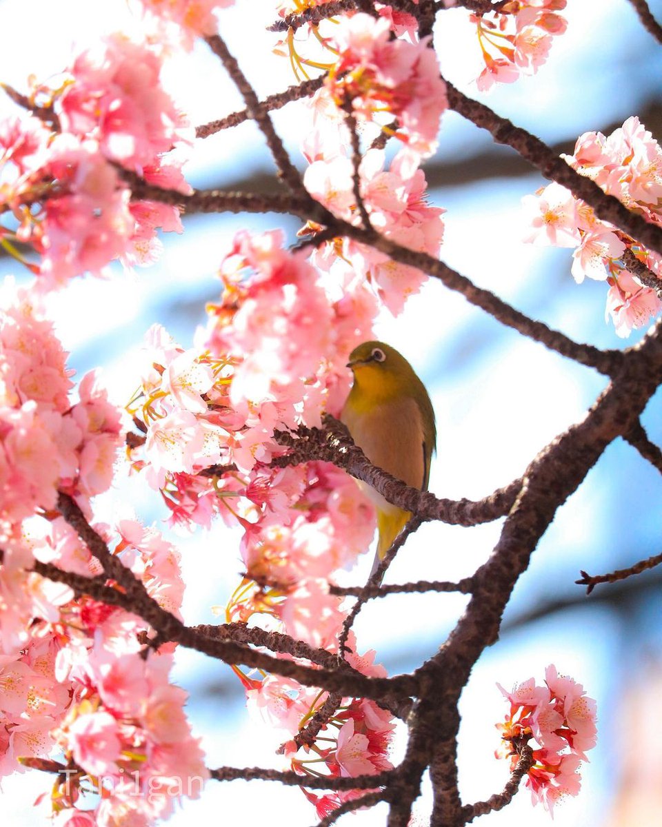 ট ইট র 丸亀プロジェクト こんばんは 瀬戸内地域活性化プロジェクト丸亀班です 最近また一段と冷え込みますね もうすぐ梅の花の季節です 学問の神様の菅原道真にもゆかりのある花です 受験生の皆さん 応援してます 頑張ってください
