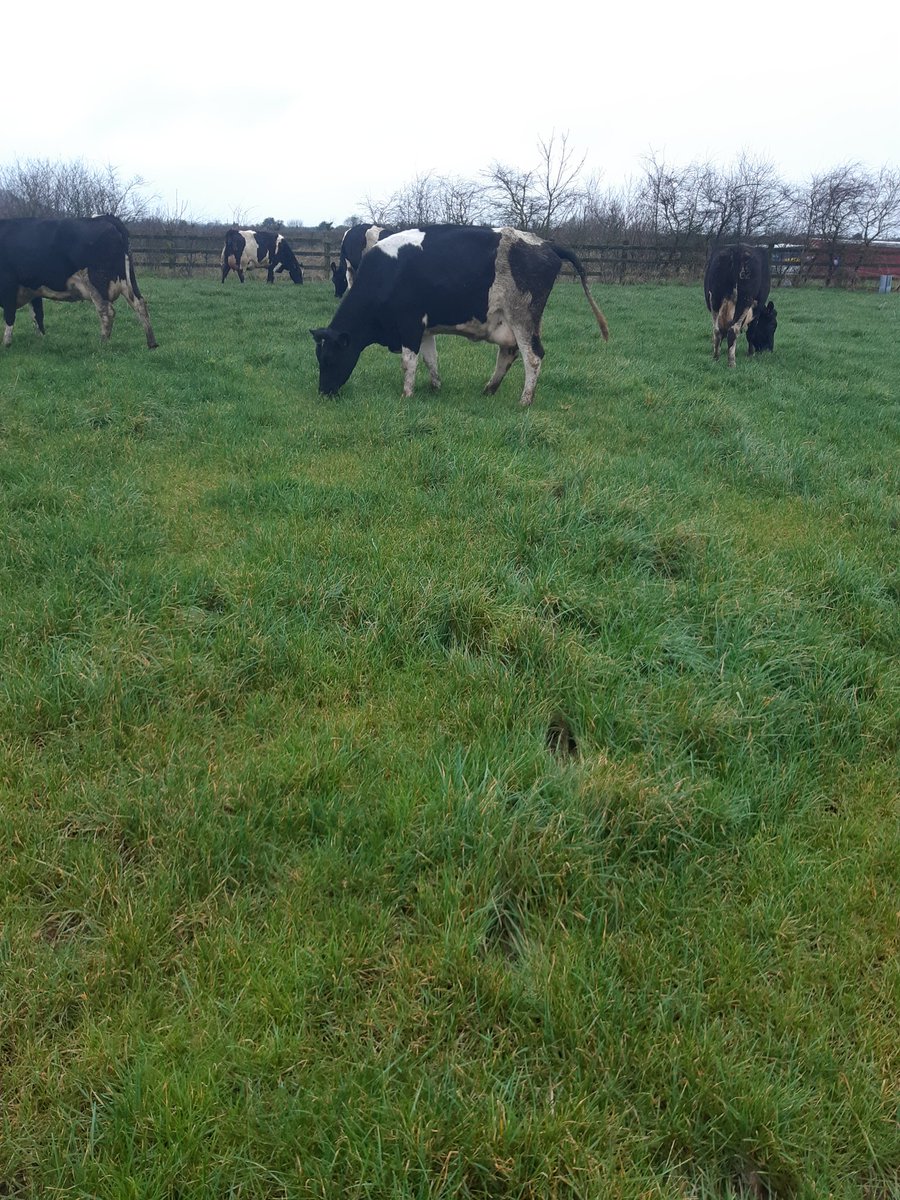 All heads down grazing, as 2021 begins.