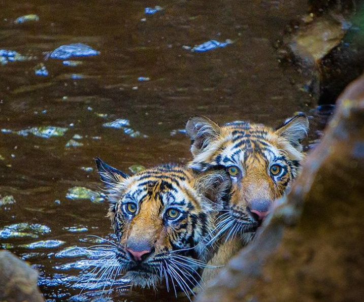 mdimitrijevic_'s tweet photo. Two Tigers 🐯🐯#twofortuesday #tuesdayvibe #TuesdayFeeling #tiger #eyeofthetigers https://t.co/PgwKkHGiZf
