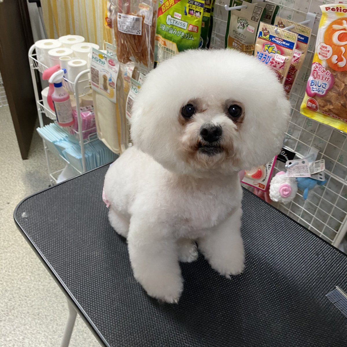 保護犬カフェ 西八王子店 ダイヤちゃんのトリミングデー とてもお利口さんでした After ブロー後 Before 終わったら疲れて爆睡 ダイヤ ビションフリーゼ 推定9歳 保護犬カフェ西八王子店 ラブファイブ 里親募集中 ビションフリーゼ 保護犬カフェ 西八王子店 ダイヤちゃんのトリミングデー とてもお利口さんでした After ブロー後 Before 終わったら疲れて爆睡 ダイヤ ビションフリーゼ 推定9歳 保護犬カフェ西八王子店 ラブファイブ 里親募集中 ビションフリーゼ