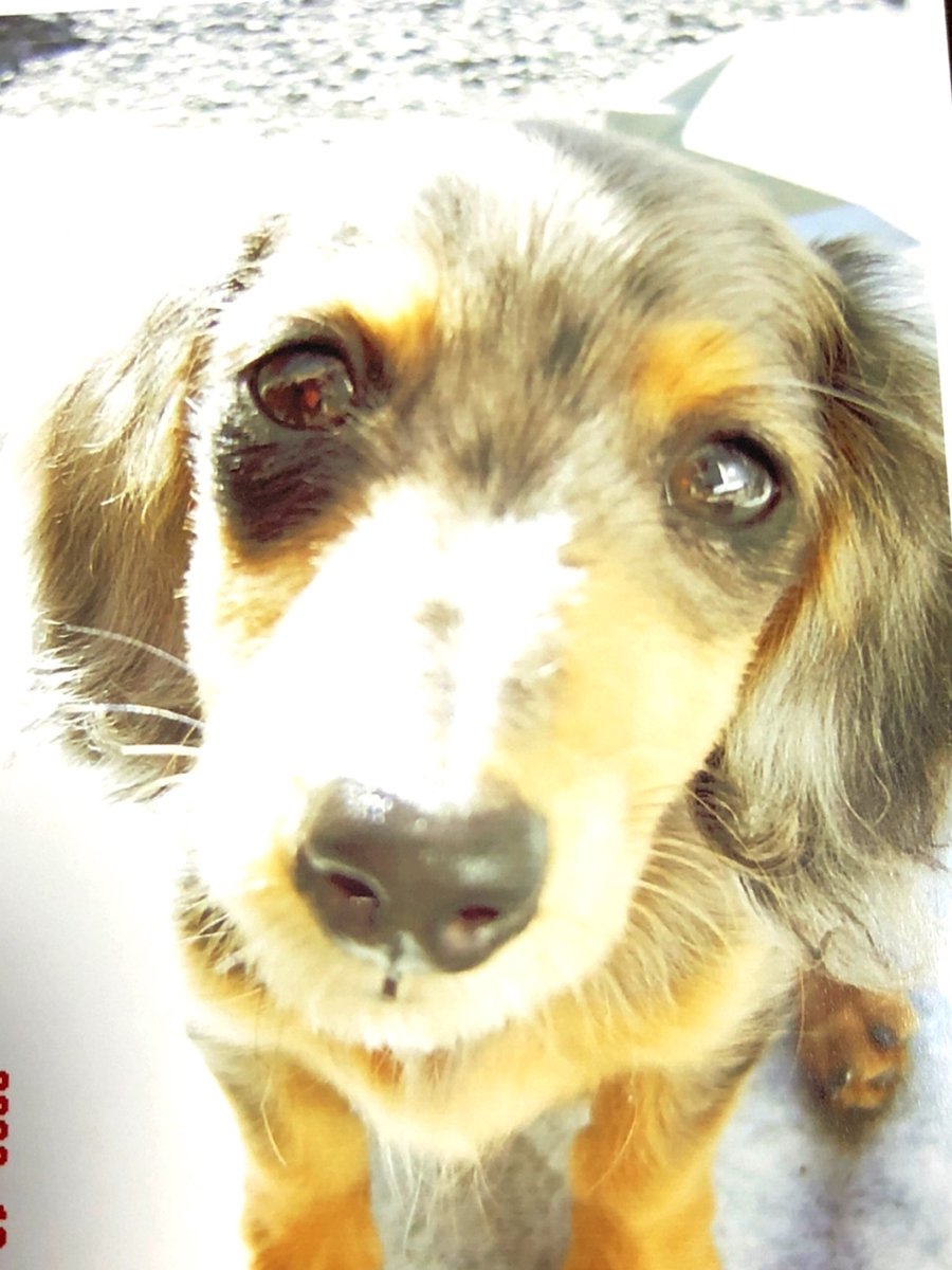 Coco 今朝 愛犬のカニンヘンダックスが14歳6ヵ月で旅立ちました 最後の3日はご飯も食べられず鳴く力もありませんでしたが 亡くなる直前に力を振り絞って小さくワンって吠えて眠るように 愛犬ナッツの冥福を祈りつつ 残された犬達も大切に育てたいと Coco 今朝 愛犬のカニンヘンダックスが14歳6ヵ月で旅立ちました 最後の3日はご飯も食べられず鳴く力もありませんでしたが 亡くなる直前に力を振り絞って小さくワンって吠えて眠るように 愛犬ナッツの冥福を祈りつつ 残された犬達も大切に育てたいと