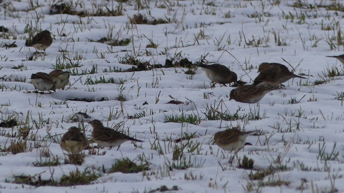 farmandkitchen's tweet photo. Tremendous to see this flock of #skylarks while moving fences this morning. Feeding a lot where stock have been. Guessing over 130 in this one field. 

#agroecology #farmambassador #gorural #farmtours #gonative #birds #naturefriendlyfarming https://t.co/596oE9PLmL